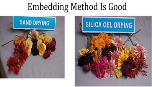 Fig 10: Approximate amount of time taken for drying flowers in Micro Wave oven Fig 7:Approximate amount of time taken for drying flowers in Press Drying Fig 8: Approximate amount of time taken for