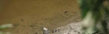 other indicators of ecosystem health improvements Soft shell turtle, with a damsel fly on its
