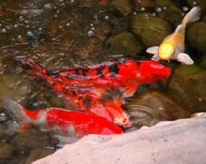 Setting up Aquaponics in Your Koi Pond By Gardens.com, Edited by Eve Bretzke Link: http://www.gardens.com/garden-design-planning-landscaping/setting-up-aquaponics-in-your-koi-pond.html#sthash.