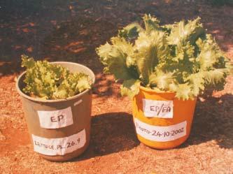 For the lettuce growth test in poor and enhanced soil, after 30 days of growth the harvest was increased 7 times (Figure 10-7).
