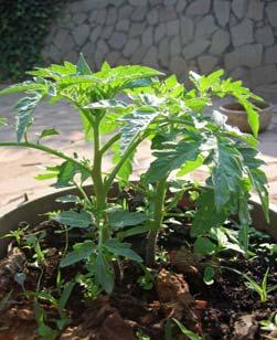 These may germinate in considerable numbers, but if most of the young plants are removed leaving the strongest two (Figure 10-10), the tomatoes will grow strongly using the nutrients contained in the