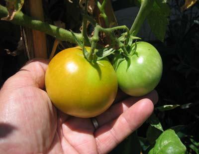 The result of growing tomato plants in the urine-diverting toilet will be a healthy crop of tomatoes (Figure 10-12). Figure 10-11: Tomato plants growing Figure 10-12: Crop of young tomatoes 10.