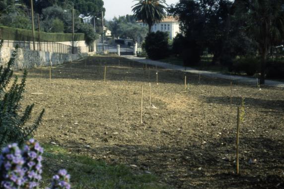 Villa Thuret, and other laboratories around it, become an INRA center in Antibes Tourism and urbanization are growing at the expense of horticulture.