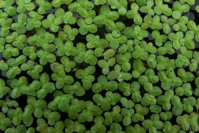 #1 Avoid Duckweed- The number one problem we see with new growers and with those interested in aquaponics is the use or the recommended use of duckweed.
