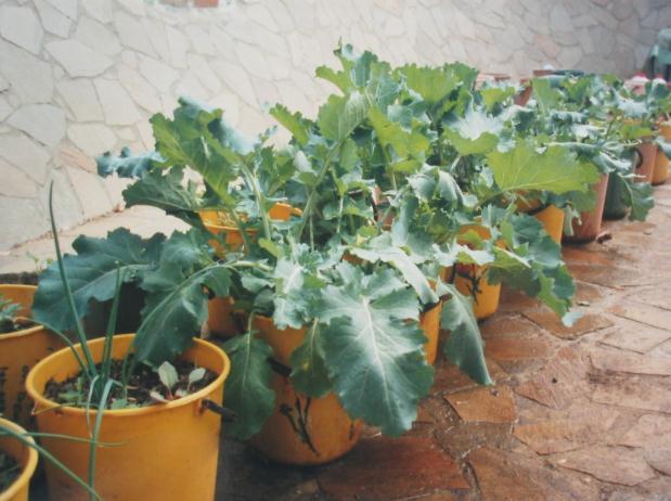 Ten litre buckets can be used to grow a range of vegetables. They are light and durable. Here rape are being grown in the left and green pepper on the right.