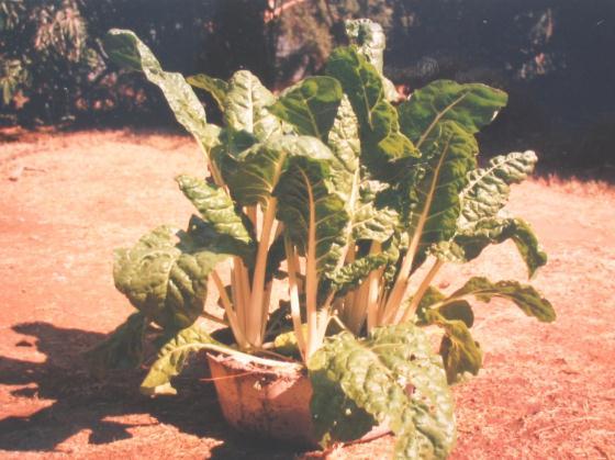 This can be partly compensated by the inclusion of humus in the soil mix and by mulching, but large leafy plants do use much water in transpiration which must be replaced in the soil to avoid wilting.