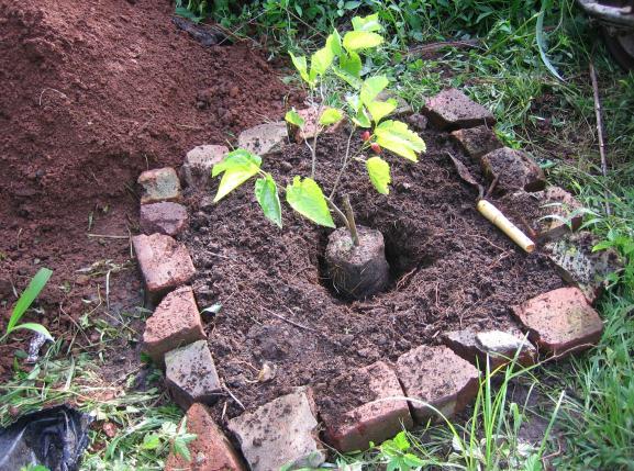 The tree pit is filled with the toilet compost to ground level.