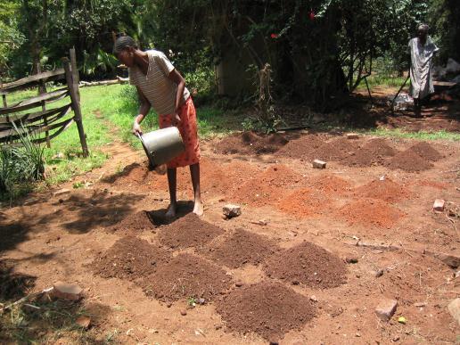 The 360 litres of humus was divided into two piles of 180 litres each. This volume of humus was sufficient to enrich two of the three beds in this vegetable garden.