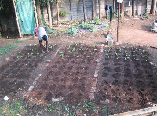 This was then spread out over the surface as evenly as possible with a rake. This application rate is thus 180 litres humus to 5.25 sq.m. of bed (35 litres per square metre.