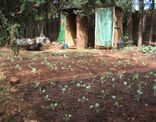 An example of the eco-vegetable garden just planted with seedlings with the Fossa alterna toilet behind.