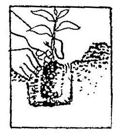 seed coat. Dig a hole and separate top soil and sub-soil.