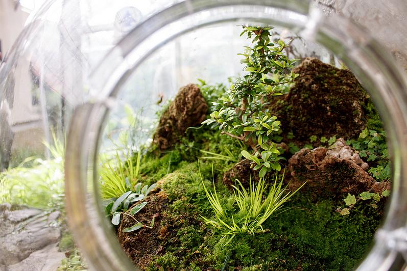 Moss and Liverwort Terrarium One of the simplest ways of getting students interested and involved in horticulture (gardening, agriculture, cultivation, etc.