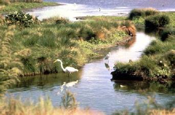 Enhance a natural area Wetlands and riparian areas