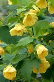 Abutilon cuttings grow fast and require repotting several times into larger containers. Some abutilon can grow to a 5 height and do not like to be pot bound.