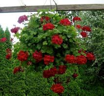 Planting them in baskets this month will guarantee a full-grown hanging basket display by the end of May.