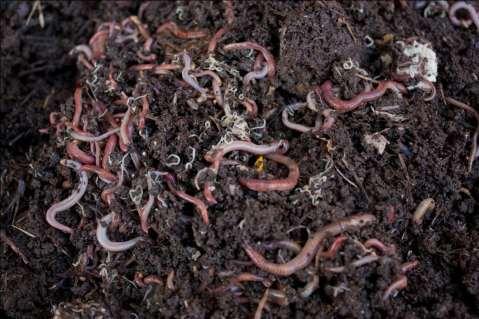 Worms at
