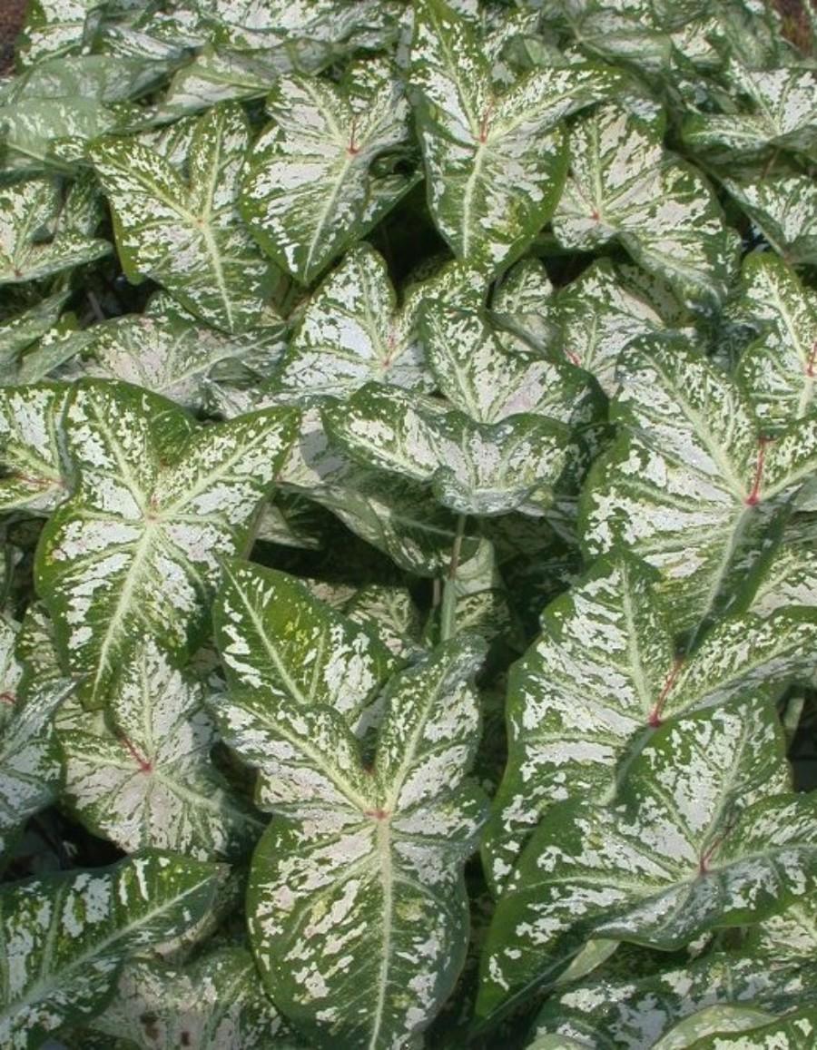 'Florida Blizzard' Caladium - A University of Florida Cultivar 2 2.54-cm-diameter tubers. The foliar color pattern of 'Florida Blizzard' represents a unique design in caladium fancy-leaf selections.