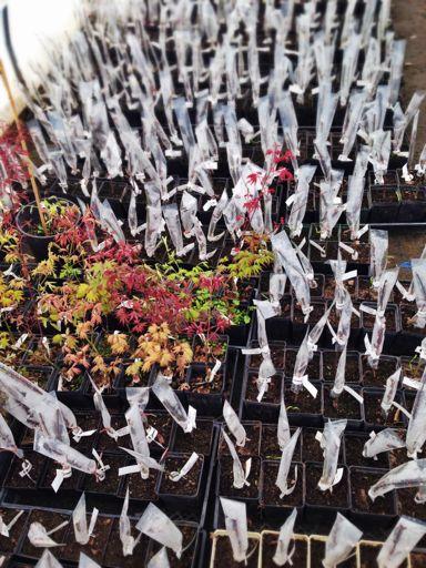 eedlings should never be sold as Snamed cultivars, however, they are an essential part of the grafting process. When you purchase a grafted Japanese maple, you are actually getting two trees.
