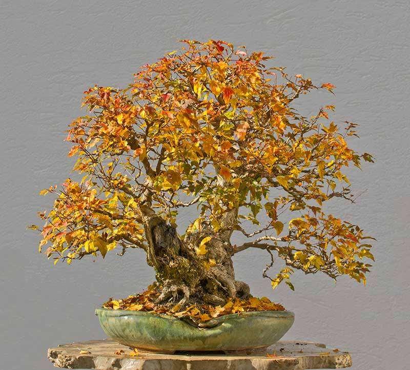 Fall color on Amur maple from German artist Walter Pall https://www.