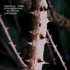 Cat s Claw (Caesalpinia decapetala) What is Cat s claw? Why is it bad?