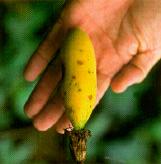 Banana Poka (Passiflora mollissima) What is Banana poka? Why is it bad?