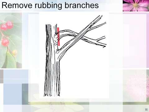 Rubbing branches: disease, insects, decay.