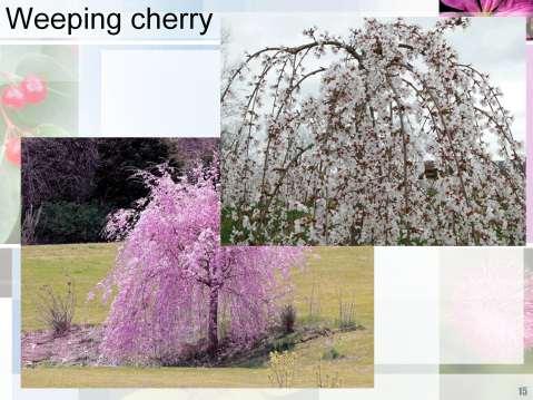 Weeping cherry and other sad plants appear to be more