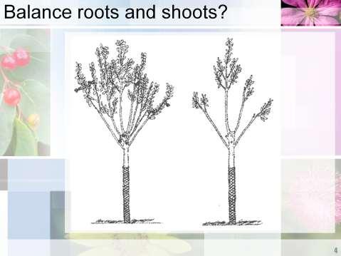 Used to recommend balancing root loss by removing ½ of branches (less