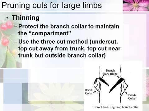 Pruning cuts for large limbs: protect the