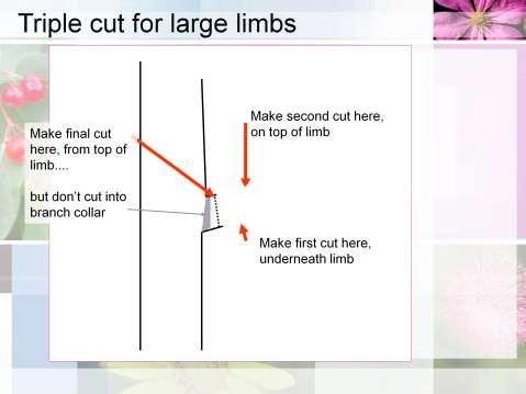 Triple cut method for removing large limbs. Make an undercut approximately 6 inches out from trunk; go up about 1/4 to 1/3 of way.