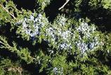 vulgaris 12 Height x 9 Width Blooms Spring Quantity: 2 pots Cedar Sedge 6 Carex eburnea 1 Height x 1 Width