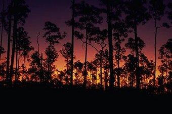 Pinelands Flatwoods term for Florida pinelands, occurring on flat, sandy