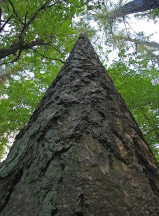 29 aukščiausias Lietuvos medis (maumedis). Jo aukštis 46 metrai. Taip pat yra ąţuolas dviem išsišakojusiais kamienais (Gojaus ąţuolas), (3.
