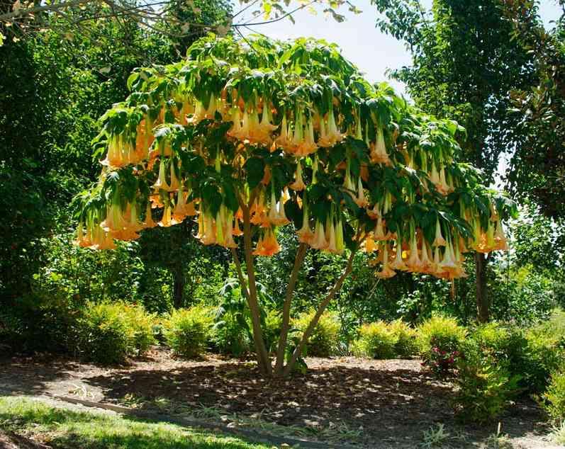 Angel Trumpets: Brugmansia and Datura in South Florida Brugmansia Brugmansia are perennial trees or shrubs in South Florida with large pendulous, not erect, flowers.
