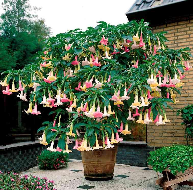 Tri-color Brugmansia, flowers change hues from white to soft yellow to apricot pink Datura.