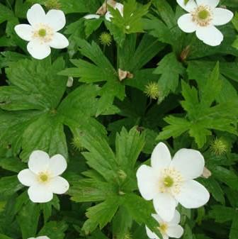 Canada Anemone Anemone canadensis Sun to partial shade Average Soil Height/Width: H: 1-2 Blooms: White; Summer