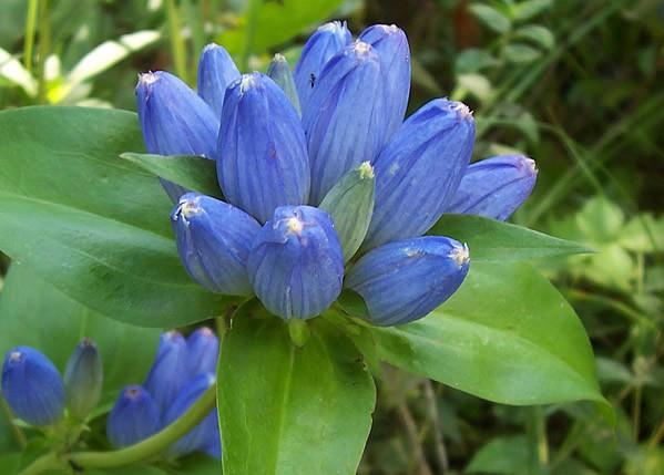Bottle Gentian Gentiana andrewsii Partial Shade Average to Wet Soil Height/Width: H: 1-2 Blooms: Blue to purple; Fall
