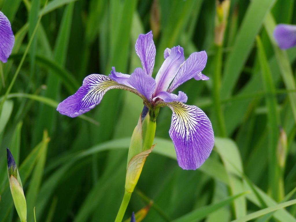 Blue Flag Iris Iris versicolor Sun to partial shade Average to Moist Soil Height/Width: H: 2-3