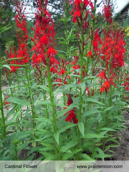 Cardinal Flower Lobelia cardinalis Sun to partial shade Average to Wet Soil