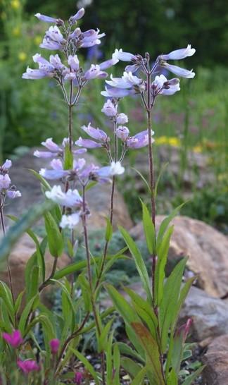 Penstemon Penstemon hirsutus Sun to partial shade Dry Well-drained Soil Height/Width: H:
