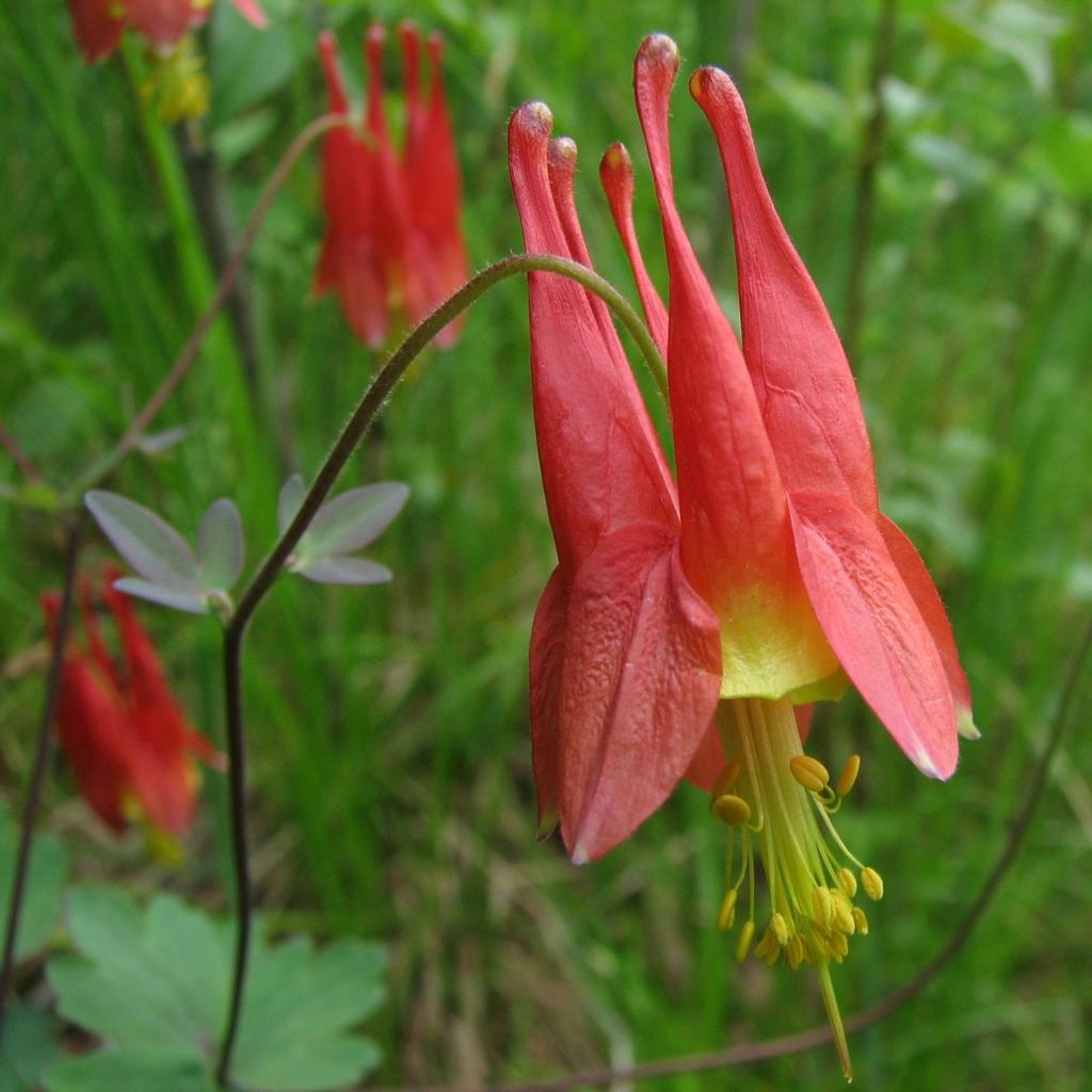 Columbine - Aquilegia canadensis Sun to shade, but not full shade Average Soil Height/Width: H: 6-18