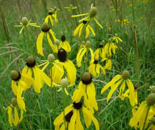 Yellow Coneflower Ratibida pinnata Sun to partial shade Average to Wet Soil Height/Width: H: 3-5 Blooms: Yellow; Summer Comments: