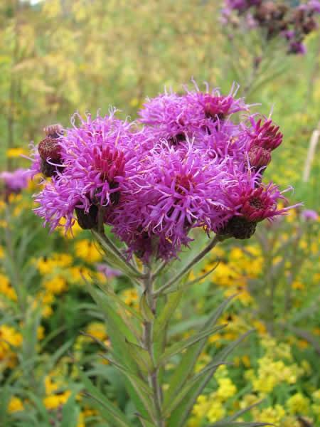 Ironweed Vernonia missurica Full to Part Sun Average to Wet Soil Height/Width: H: 3-5 Blooms: Bright Purple; Mid to Late