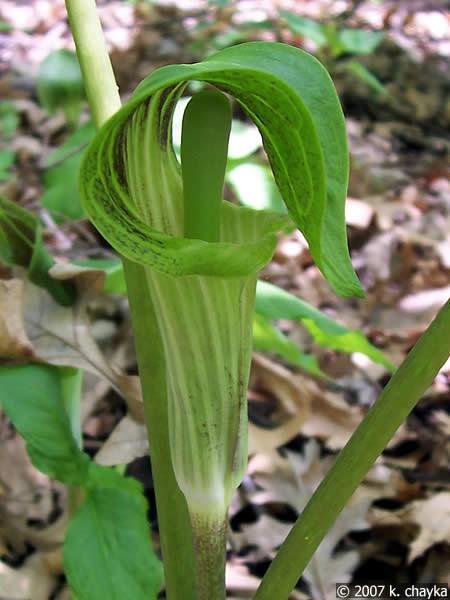 Arisaema triphylum - Jack-In-the Pulpit Part sun to shade Average to Wet Soil Height/Width: H: 1-3 Blooms: