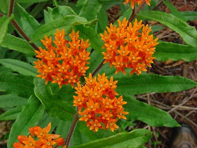 Butterfly Weed - Asclepias tuberose Full to Part Sun Dry to Average Soil Height/Width: H: 2-3