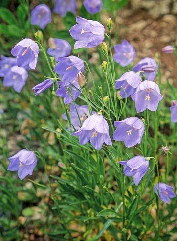 Harebell - Campanula rotundifolia Full Sun to Shade Dry to Average soil moisture Height/Width: H: 1-2 Bloom Time: Summer-Fall Comments: The plant has a milky