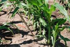 If sampling to: Confirm and evaluate corn nematode populations/damage, sample around the perimeter of the suspected damaged area,
