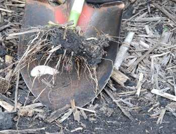 Collect 2 or 3 root balls from plants with symptoms of damage and package them in plastic bags to maintain moisture while transporting, the stalks can be discarded How to take corn nematode samples: