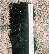 Hydric Soil Indicators A3: Black Histic Hydric Indicator A4: Hydrogen Sulfide Peat, mucky peat or muck 20cm+ thick; Starts within upper 15cm Hue 10YR+, value 3, chroma 1 Underlain by mineral soil
