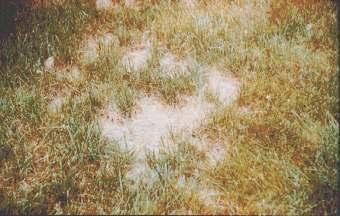 common and serious group of diseases attacking turfgrasses in the United States, including Illinois.